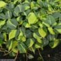 Philodendron – Brasil – 8″ Pot